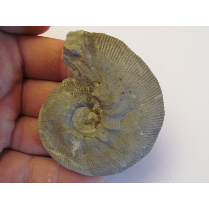 HOLCOSTEPHANUS ASTIERI