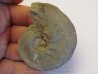 HOLCOSTEPHANUS ASTIERI