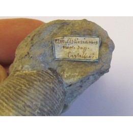 HOLCOSTEPHANUS ASTIERI