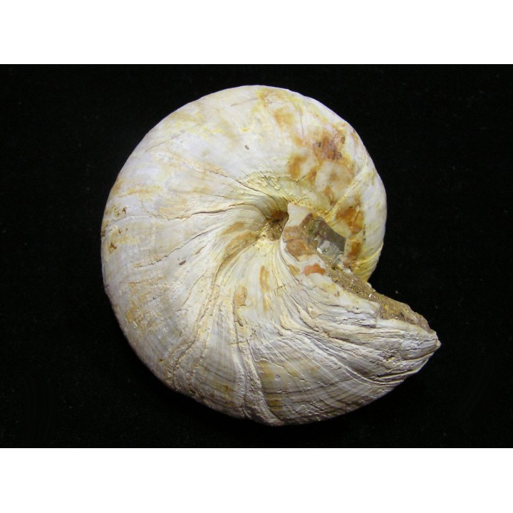 ORBONELLA THOMPSONORUM