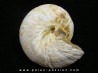 ORBONELLA THOMPSONORUM