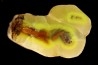 SMITHSONITE  M Fouati - Congo