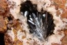 GOETHITE - mine de Chaillac, Indre, FRANCE