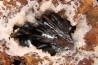GOETHITE - mine de Chaillac, Indre, FRANCE