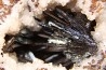 GOETHITE - mine de Chaillac, Indre, FRANCE
