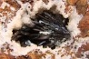 GOETHITE - mine de Chaillac, Indre, FRANCE
