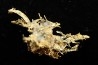 native gold Olinghouse Mine, Washoe County, Nevada, USA