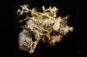 or natif Olinghouse Mine, Washoe County, Nevada, USA