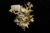 native gold Olinghouse Mine, Washoe County, Nevada, USA