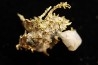 native gold Olinghouse Mine, Washoe County, Nevada, USA