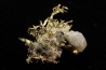 native gold Olinghouse Mine, Washoe County, Nevada, USA