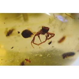 Copal: Mouche + Araignée + Blatte + divers diptères et coléoptères - Antsiranana, Madagascar