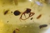 Copal: Mouche + Araignée + Blatte + divers diptères et coléoptères - Antsiranana, Madagascar