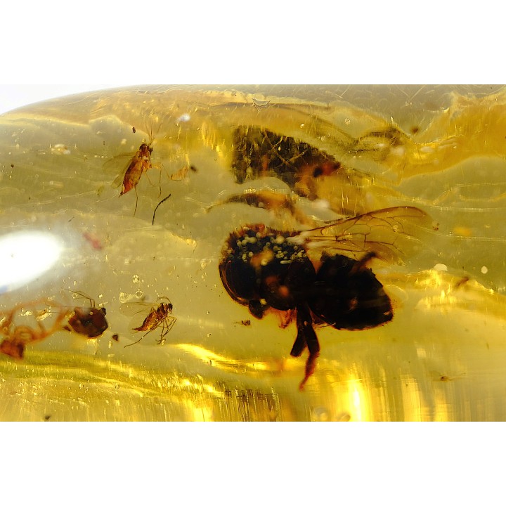insect: Mouche + Araignée + Blatte + divers diptères et coléoptères