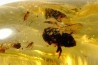 Copal: Mouche + Araignée + Blatte + divers diptères et coléoptères - Antsiranana, Madagascar