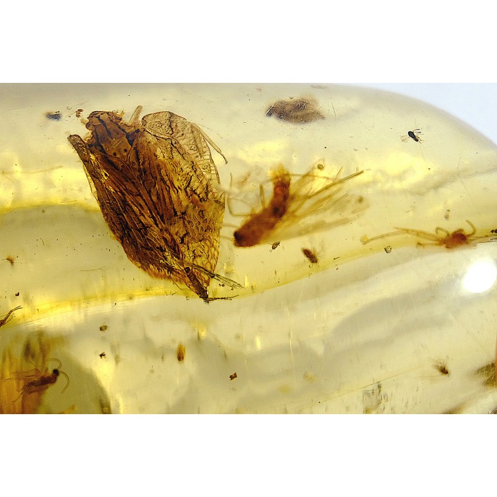 Copal: Mouche + Araignée + Blatte + divers diptères et coléoptères - Antsiranana, Madagascar