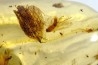 Copal: Mouche + Araignée + Blatte + divers diptères et coléoptères - Antsiranana, Madagascar