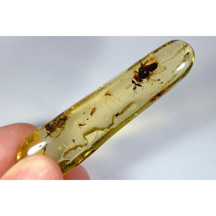 Copal: Mouche + Guêpe + divers diptères et coléoptère - Antsiranana, Madagascar