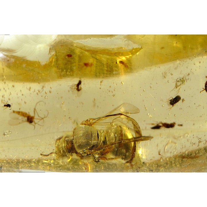 Copal: Mouche + Guêpe + divers diptères et coléoptère - Antsiranana, Madagascar