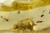 insect: Mouche + Guêpe + divers diptères et coléoptère