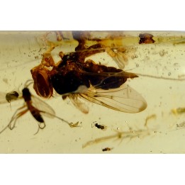 insect: Mouche + Guêpe + divers diptères et coléoptère