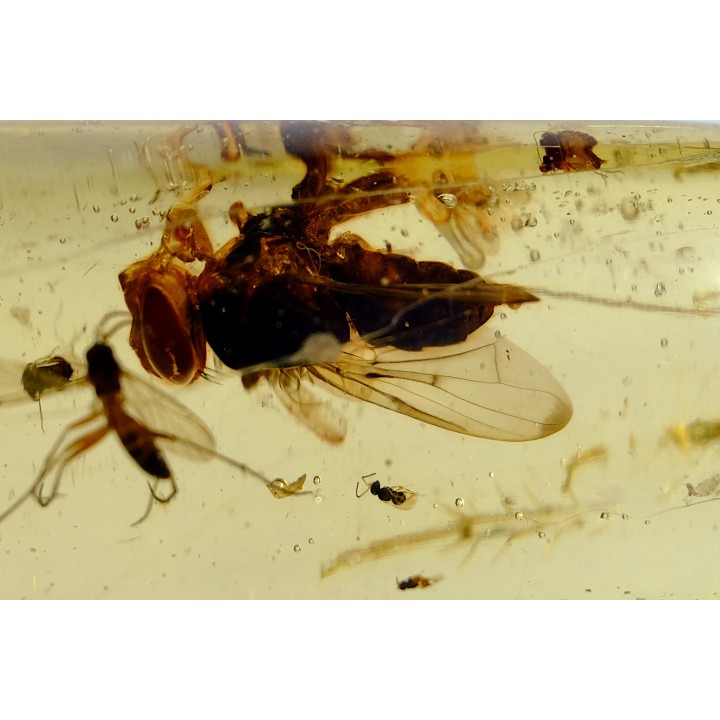 insect: Mouche + Guêpe + divers diptères et coléoptère
