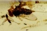 Copal: Mouche + Guêpe + divers diptères et coléoptère - Antsiranana, Madagascar