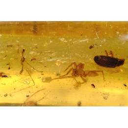 insect: Mantispidae + Araignée + Coléoptère + Divers