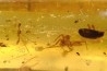 insect: Mantispidae + Araignée + Coléoptère + Divers