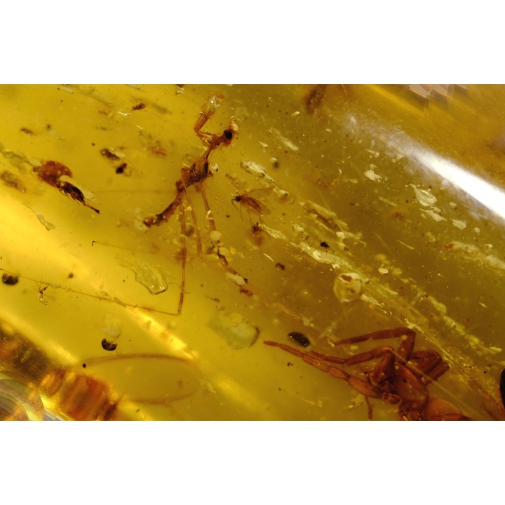 insect: Mantispidae + Araignée + Coléoptère + Divers