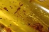 insect: Mantispidae + Araignée + Coléoptère + Divers