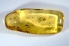 Copal: Graine + Araignée + Termite ailé + Coléoptère Scolytinae + petits diptères - Antsiranana, Madagascar