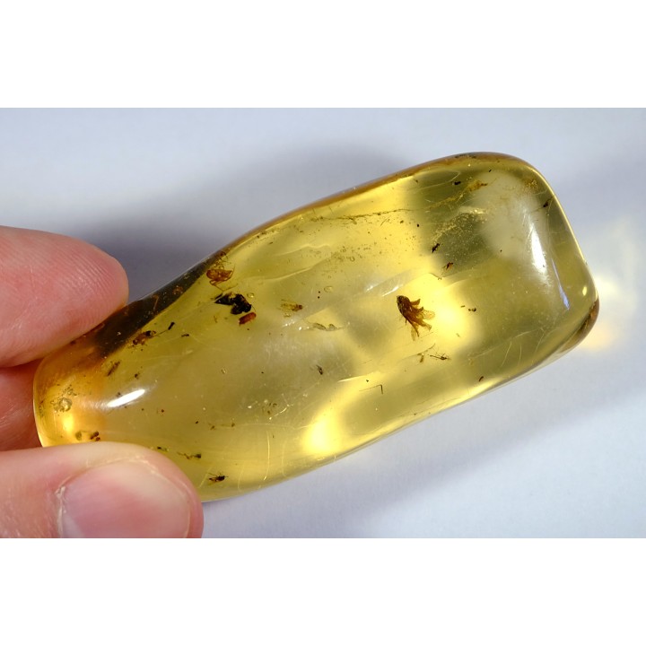 Copal: Graine + Araignée + Termite ailé + Coléoptère Scolytinae + petits diptères - Antsiranana, Madagascar