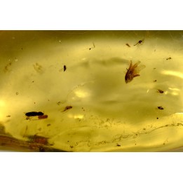 Copal: Graine + Araignée + Termite ailé + Coléoptère Scolytinae + petits diptères - Antsiranana, Madagascar