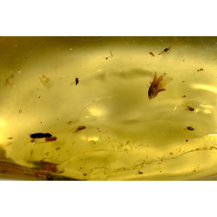 Copal: Graine + Araignée + Termite ailé + Coléoptère Scolytinae + petits diptères - Antsiranana, Madagascar
