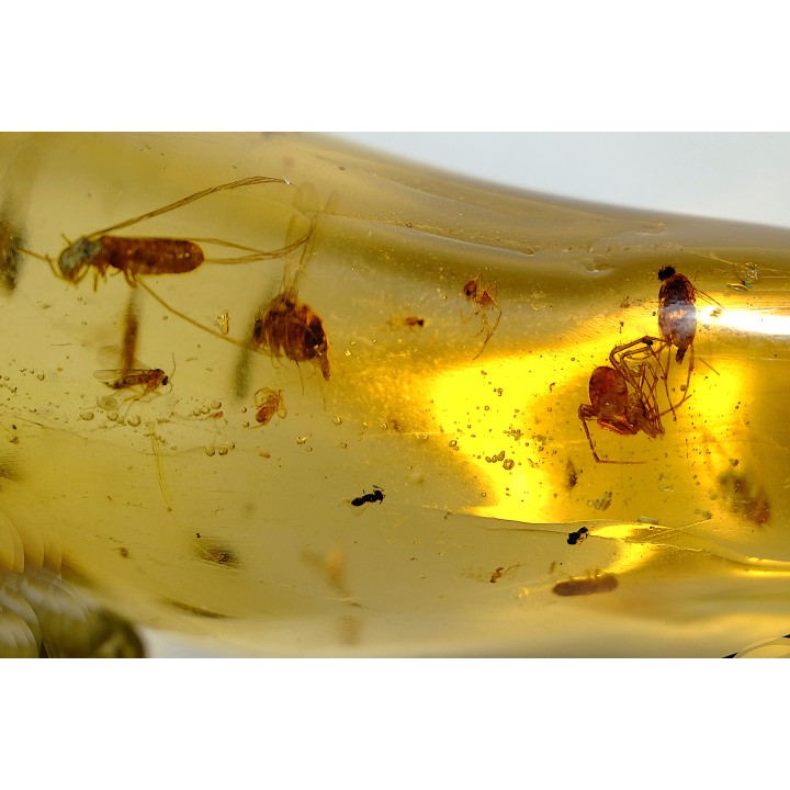 insect: Graine + Araignée + Termite ailé + Coléoptère Scolytinae + petits diptères