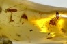 insect: Graine + Araignée + Termite ailé + Coléoptère Scolytinae + petits diptères