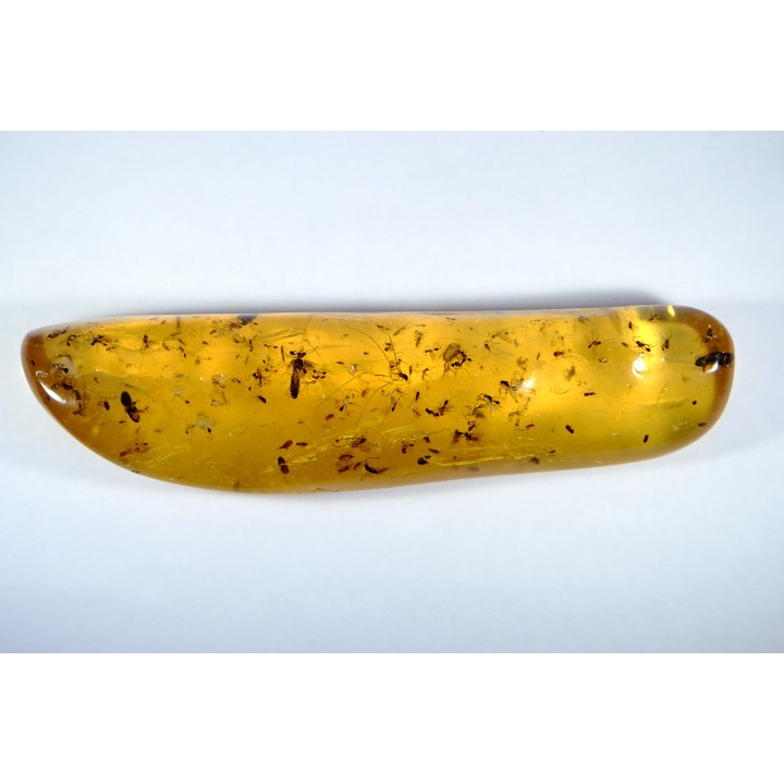 Copal: Nombreux petits hyménoptères + divers coléoptères - Antsiranana, Madagascar
