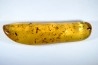 Copal: Nombreux petits hyménoptères + divers coléoptères - Antsiranana, Madagascar