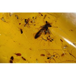 Copal: Nombreux petits hyménoptères + divers coléoptères - Antsiranana, Madagascar