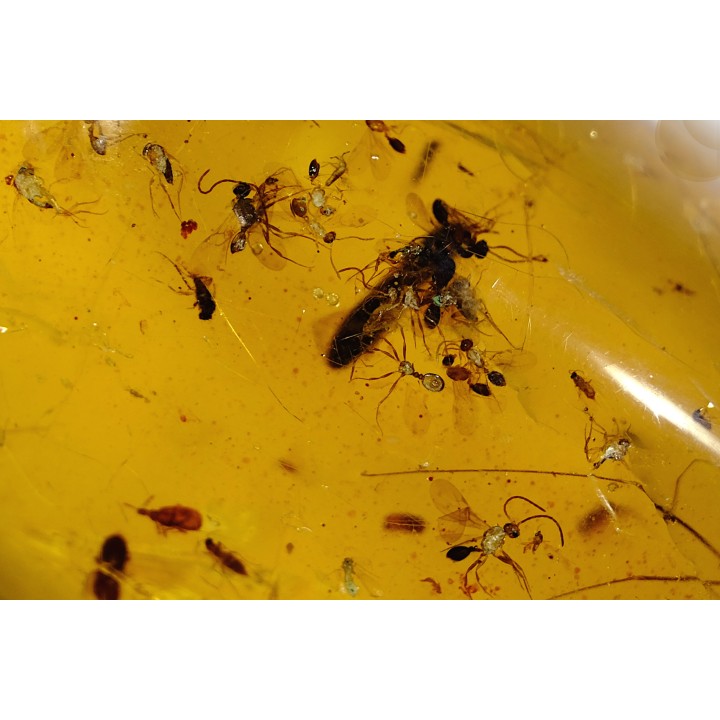 insect: Nombreux petits hyménoptères + divers coléoptères