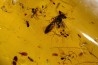 Copal: Nombreux petits hyménoptères + divers coléoptères - Antsiranana, Madagascar