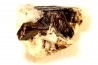Baddeleyite - Mine Wetloo - BIRMANIE