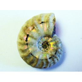 CLEONICERAS MADAGASCARIENSE (2)
