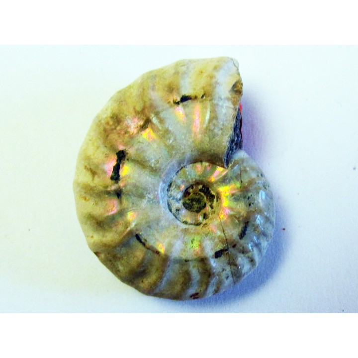 CLEONICERAS MADAGASCARIENSE (2)