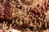geode de calcite cobaltifere recouverte de roselite - bou azzer - Maroc
