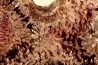 cobaltiferous calcite geode with roselite - Bou Azzer - Morocco
