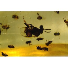 insect: Nombreux petits hyménoptères