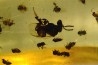 insect: Nombreux petits hyménoptères
