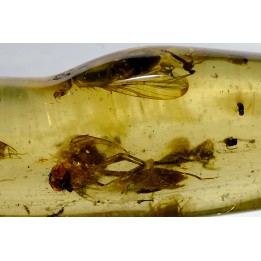 Copal: Diptères dont une Mouche + Coléoptères - Pliocène à holocène - Antsiranana, Madagascar